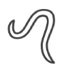 icon-Roundworm